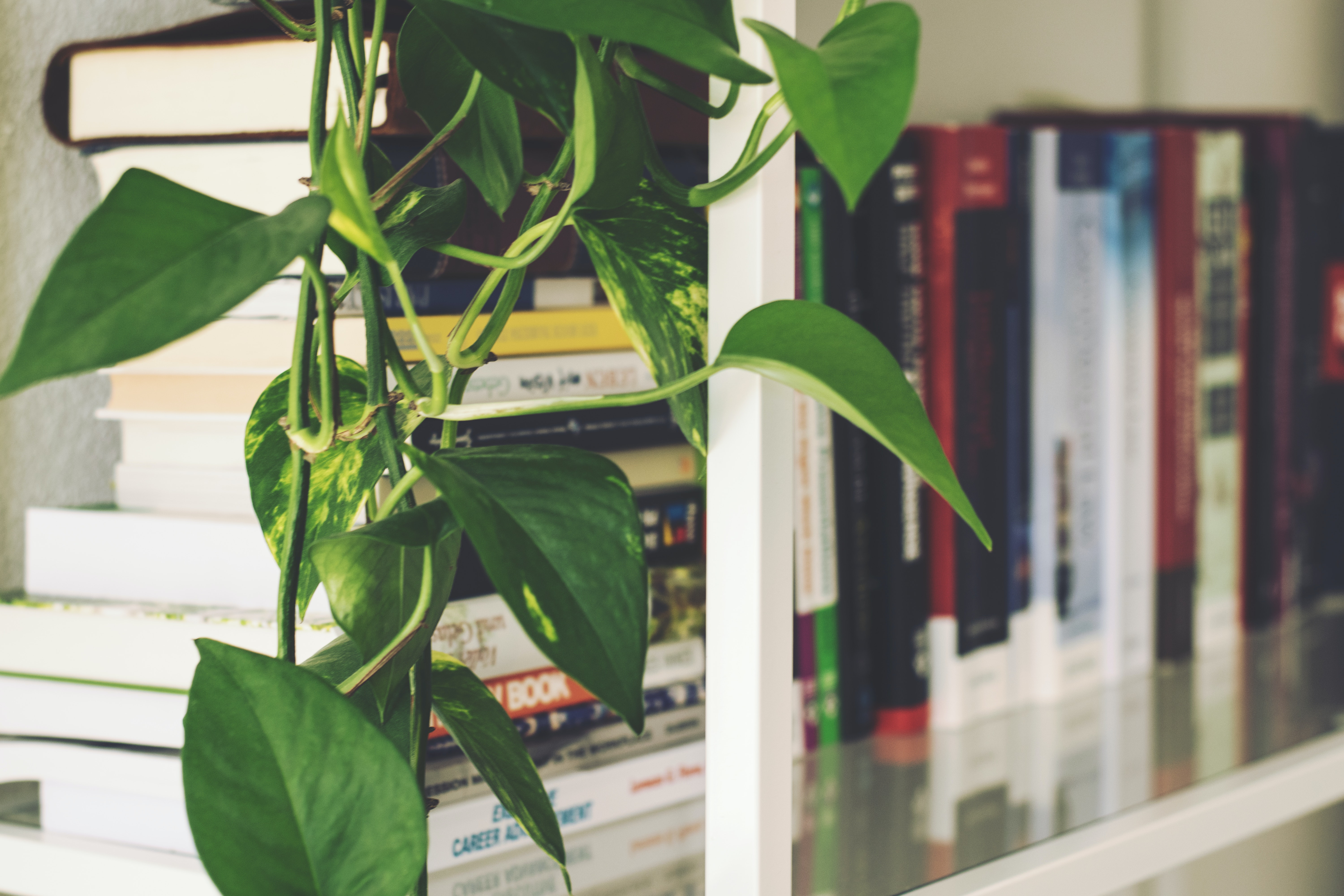 Pothos houseplant drapped over a white metal bookshelf.